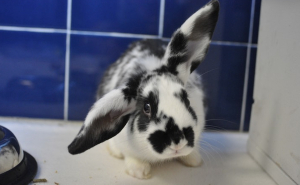 Prudence bunny rabbit rescue