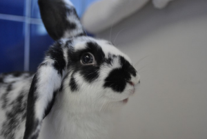 Prudence bunny rabbit rescue