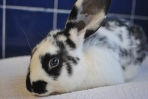 Prudence bunny rabbit rescue