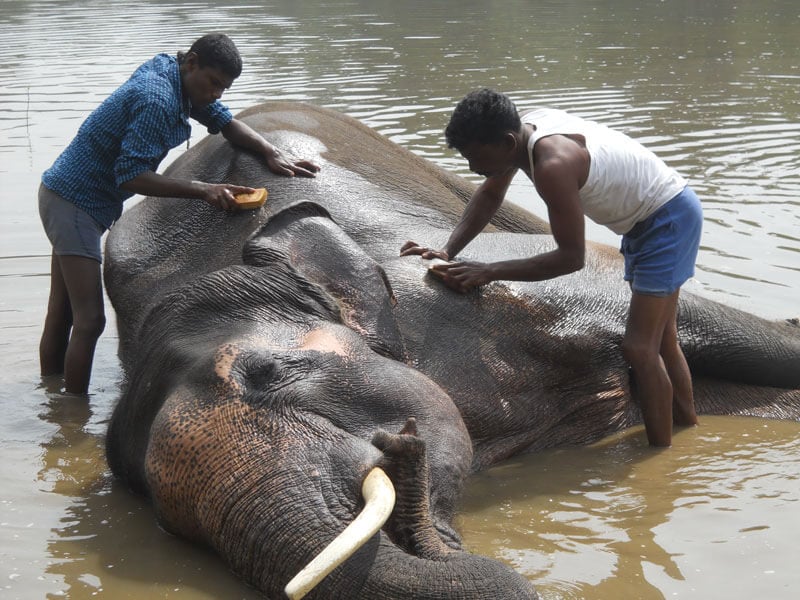 Sunder Getting a Bath From His New Caretakers