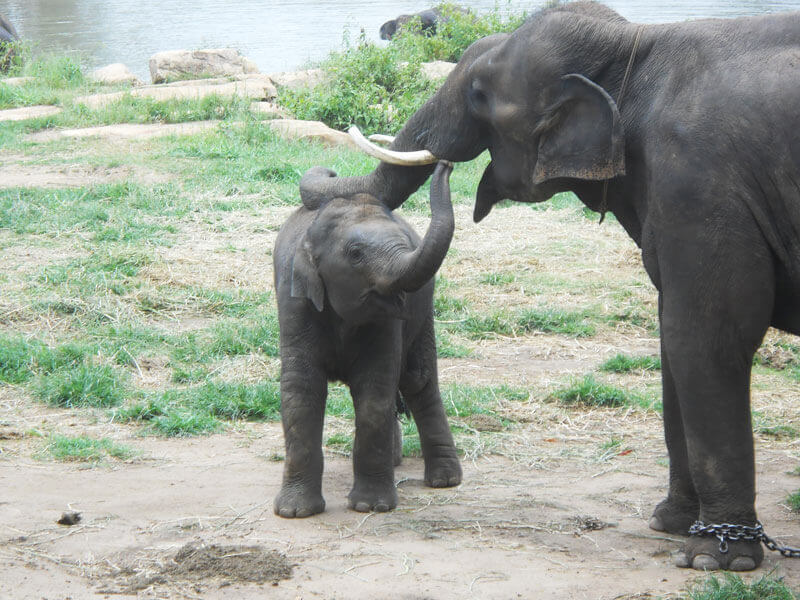 Sunder Meeting Elephants At Sanctuary