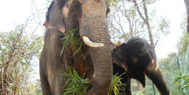 Sunder and girlfriend elephant rescue