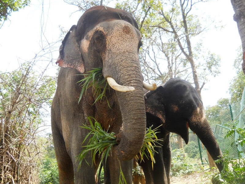 Sunder and girlfriend elephant rescue