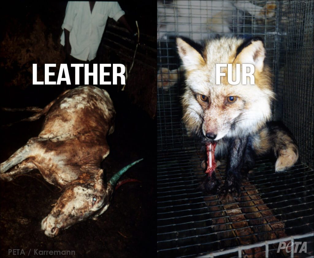 TORTURED Leather vs Fur