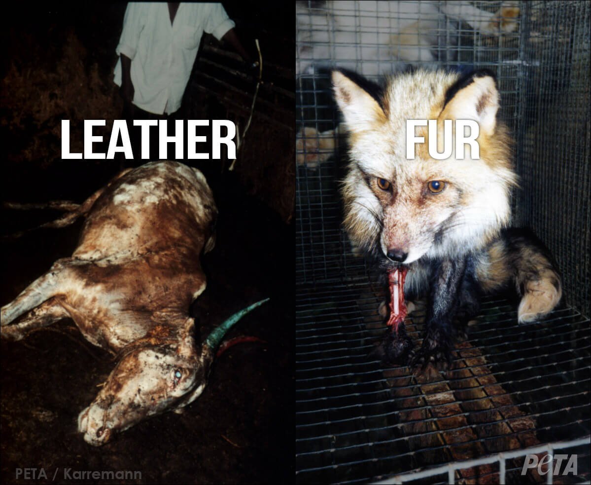 Leather vs. Fur: Which Is Worse? | PETA Leather vs. Fur: Which Is Worse? | PETA