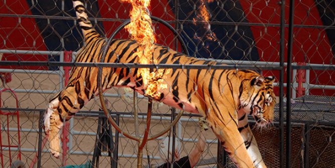 big cats in the circus are made to do dangerous and frightening tricks