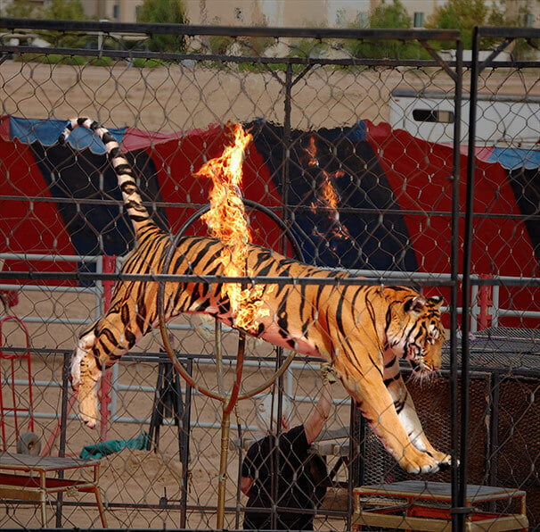 Tiger Leaps Fire Hoop