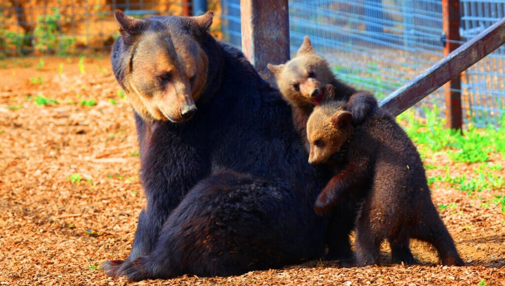 Ursula and cubs bear rescue