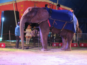 Anna Louise at Kelly Miller Circus