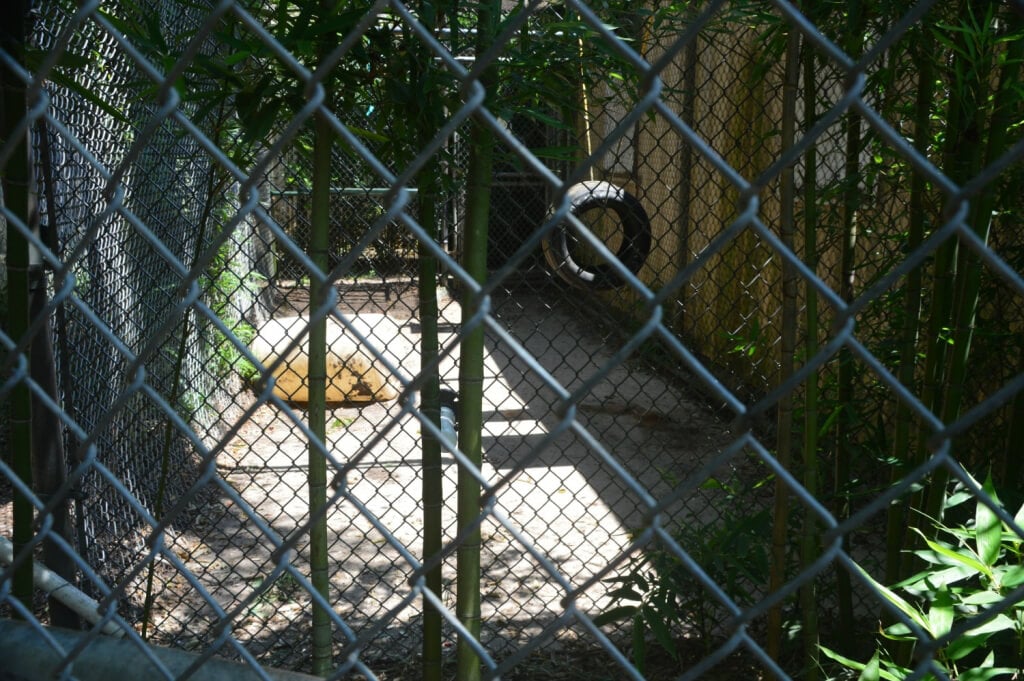 barren chimp enclosure