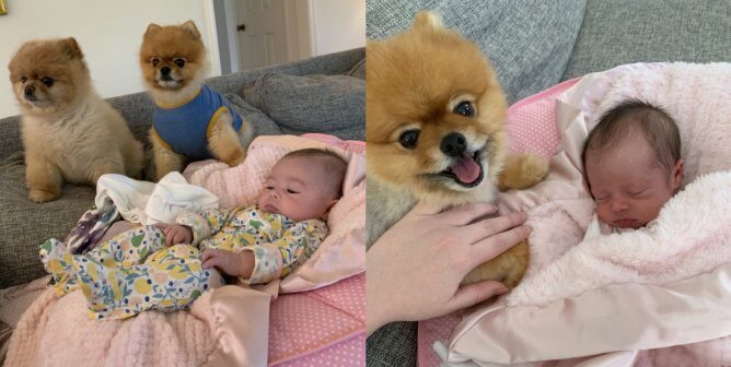 Watch Adopted Dogs Teddy and Cashew Meet Their New Human Baby Sister, Violet