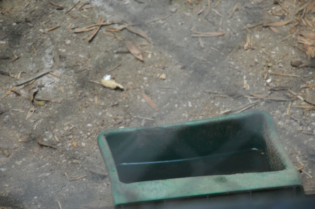 coati dirty water bowl