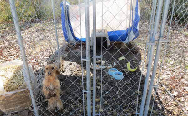 "Before" Photo of Alfalfa, Dog Rescued by PETA and Available for Adoption