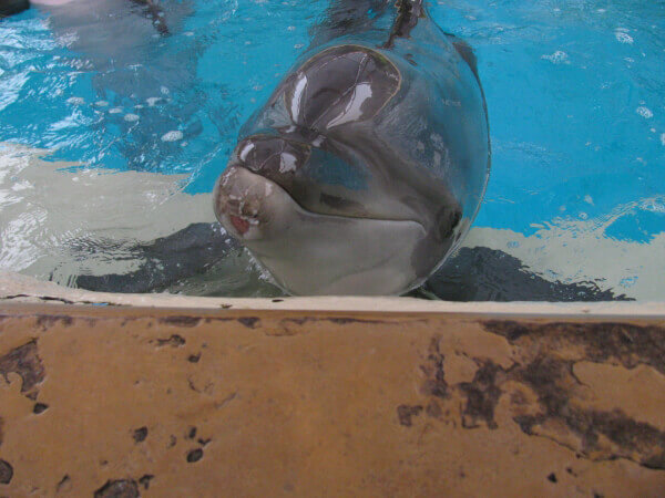 dolphin with injured jaw Seaworld[1]