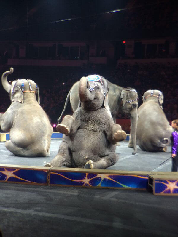 Ringling Bros. Elephants