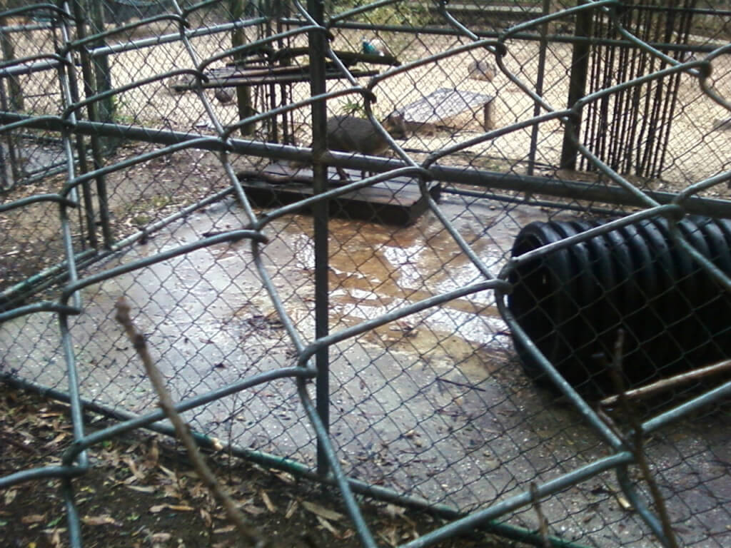 fox in wet enclosure