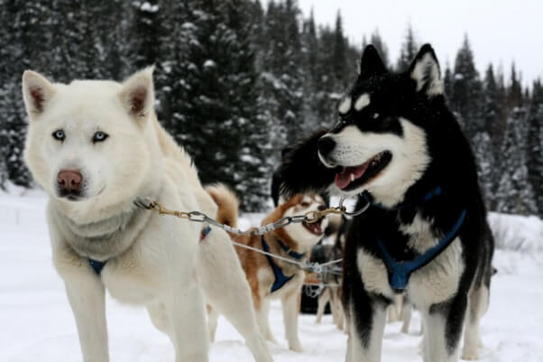 Huskies Pulling Sled