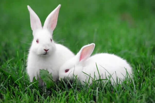 Two White Rabbits in Grass