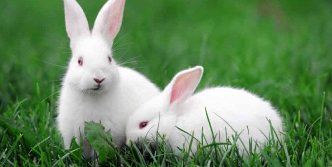 two white rabbits sitting on green grass