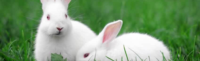 two white rabbits sitting on green grass