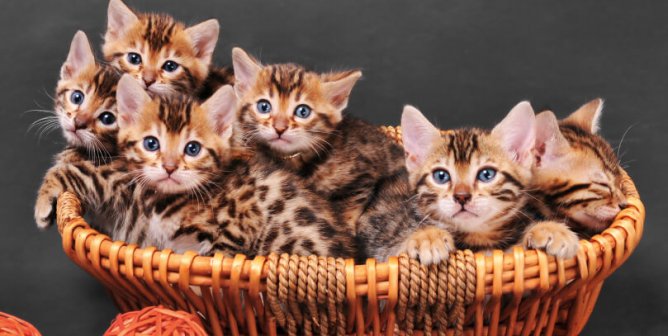 Wicker basket full of kittens