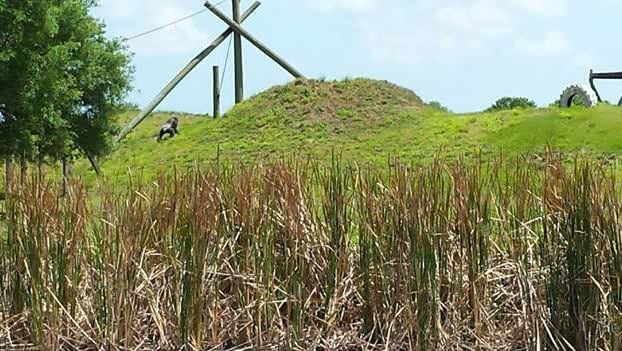 Rescued Chimp Iris in Her New Island Home