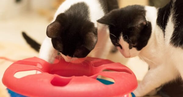 Adoptable Kittens Warren and Shirley