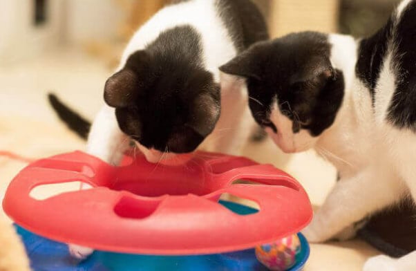 Rescued kittens engrossed with toy