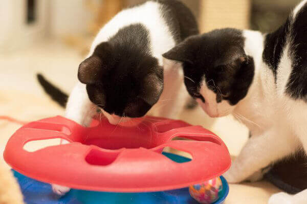 Rescued kittens engrossed with toy