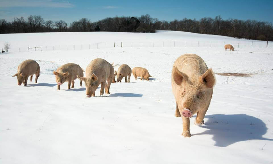 PETA's Rescued Pigs in Snow at Sanctuary