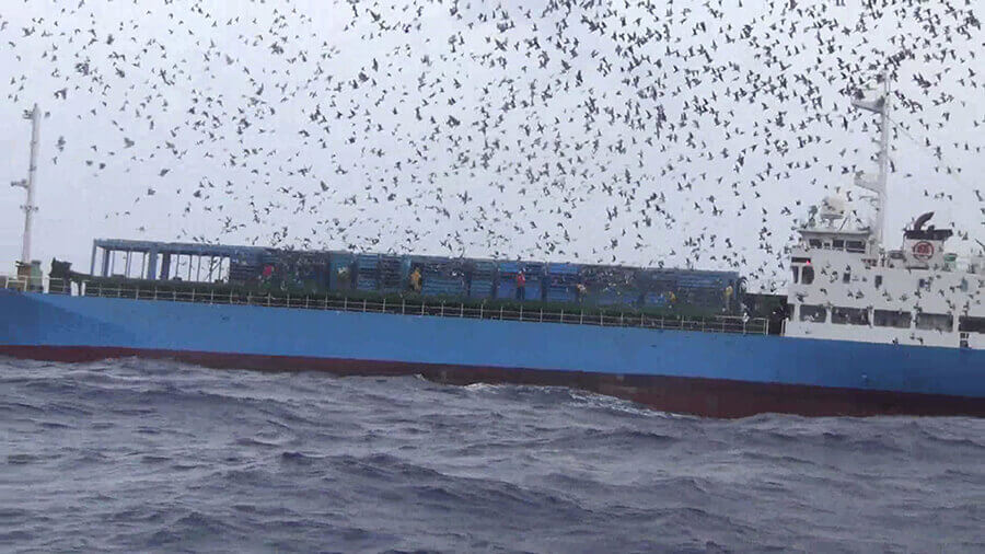 2013 – Taiwan Pigeon Racing