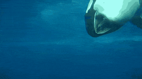 Orca Vomit