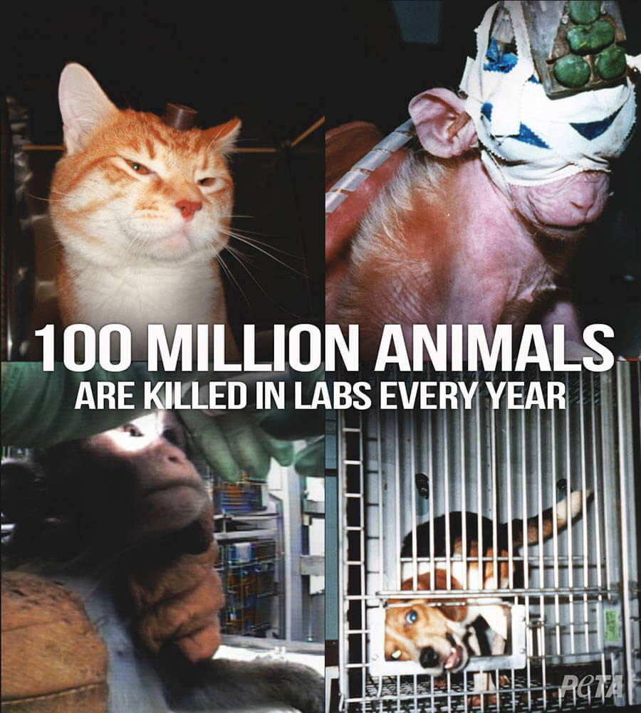 Current Animal Experiments Features PETAorg Current Animal Experiments Features PETAorg
