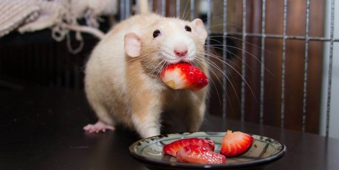 12 Photos That Will Change Your Mind About Rats