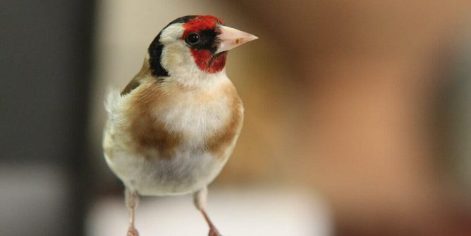 Meet the Intrepid Band of Activists Fighting Illegal Songbird Slaughter