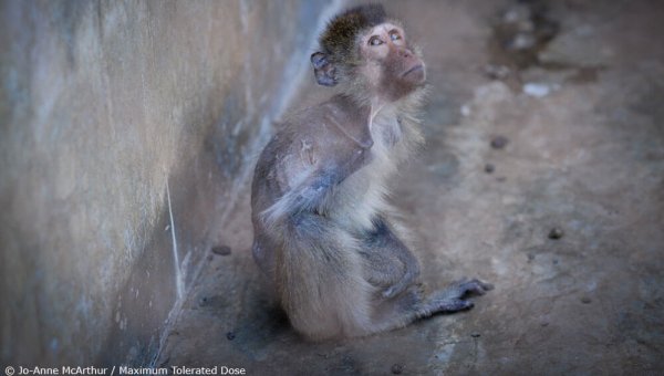 Tell Feds That Trafficked Monkeys Must Be Sent to Sanctuary Homes