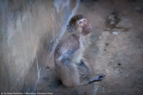 Air France Baby Monkey Breeding Farm