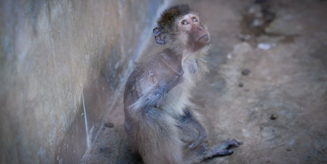 Tell Feds That Trafficked Monkeys Must Be Sent to Sanctuary Homes