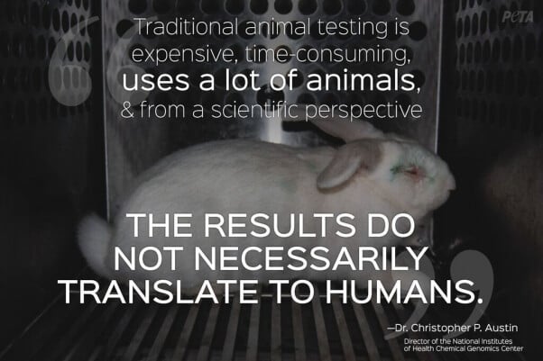 should animal testing be allowed essay