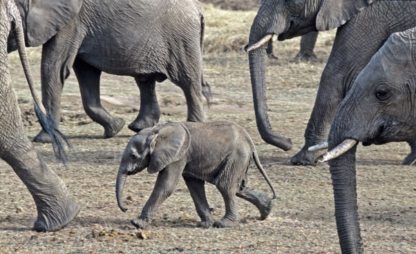 Baby-Elephant