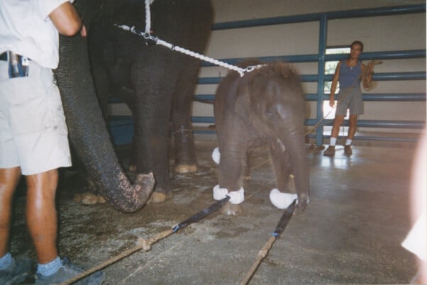 Baby-Elephant-Training