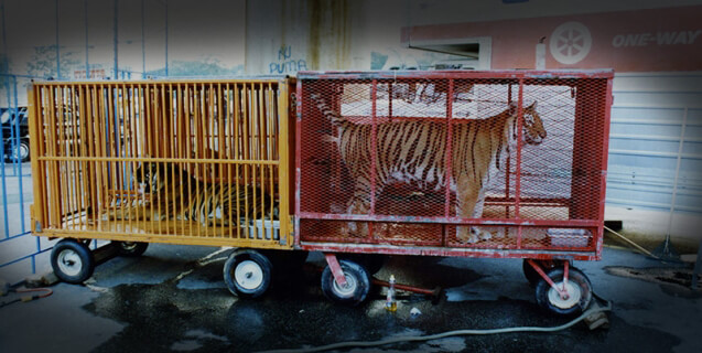 Caged Tigers in Caravan