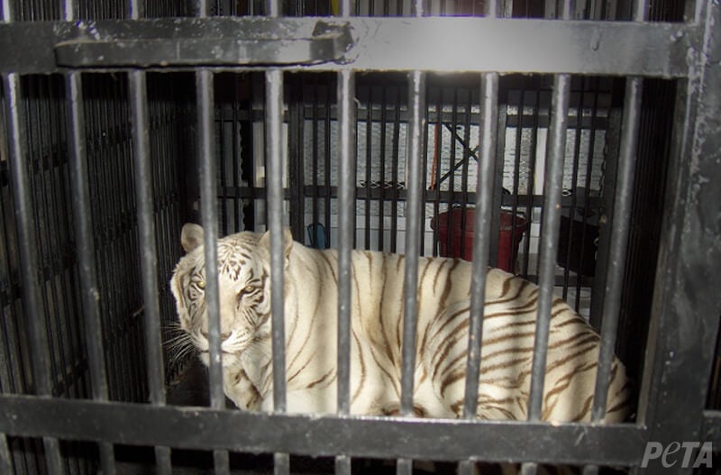 Caged White Tiger