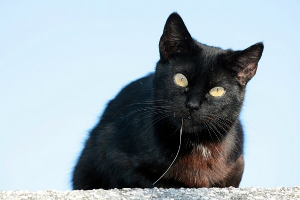 Cat with fish hook