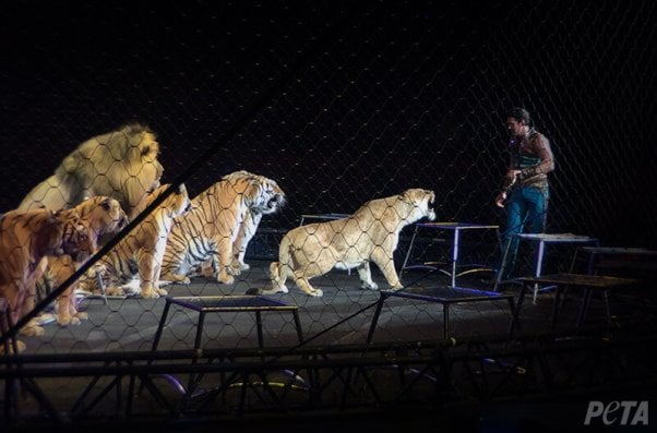 big cats suffer in the circus - here