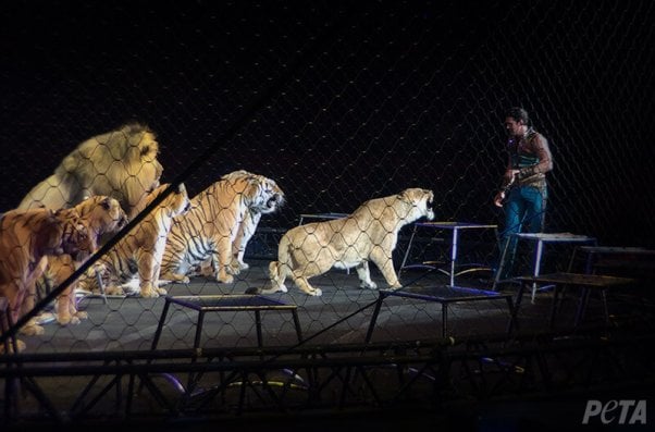 big cats suffer in the circus - here's how