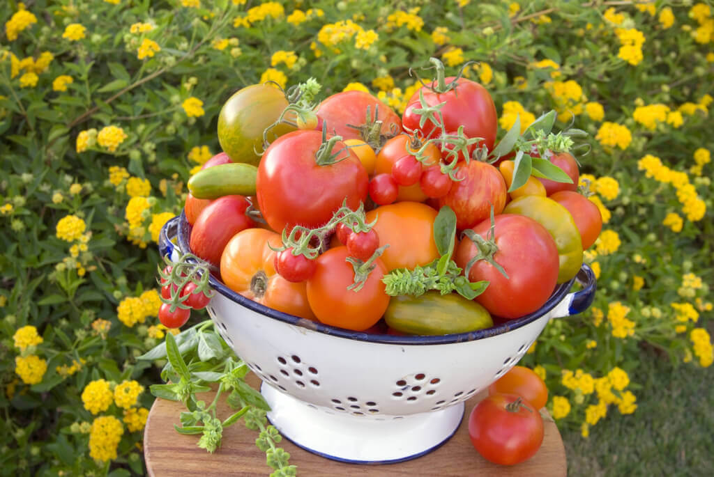 Colorful vegetable garden tomato