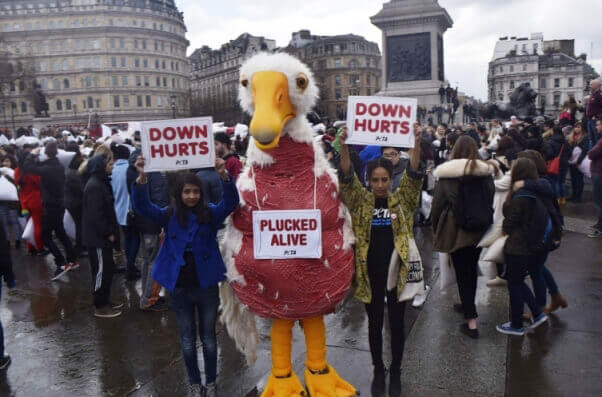 PETA 'Goose' at UK Pillow Fight Demo