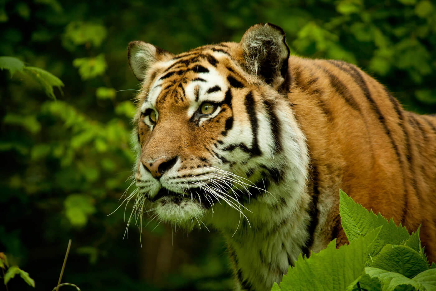 Big Cats Suffer in the Circus—Here Are 6 Examples | PETA Big Cats Suffer in the Circus—Here Are 6 Examples | PETA