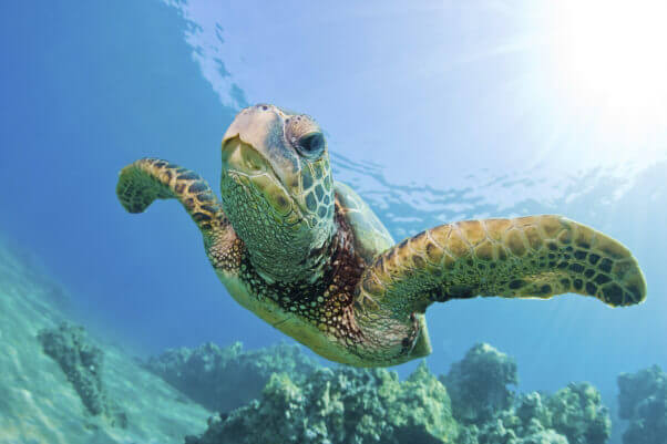 sea turtle